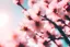 Placeholder: sakura summer meadown psyhology light freedom flowers pastel colors