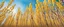 Placeholder: blue sky for top half, across Middle is canola flowers with canola stems branches and leaves