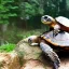 Placeholder: turtle looking at the scenery