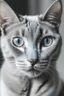 Placeholder: a beautiful, slim, blue-grey she-cat with blue eyes