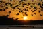 Placeholder: Create * Japanese ink painting + Disney style : white big bird’s murmuration , sunrise in Japanese Mountains , HR, HD, fantasy