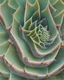 Placeholder: A macro view of a succulent plant, showcasing the intricate patterns and textures of its fleshy leaves.