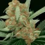 Placeholder: marihuana bud mixed with cocain, heroin and meth