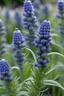 Placeholder: Blue bizarre lavender plant