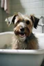 Placeholder: A dog getting a bath: A picture of a dog getting a bath would be a great way to showcase the salon’s bathing services.