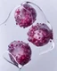 Placeholder: pomegranate seeds are refracted under water