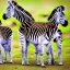 Placeholder: 3 cute baby zebras
