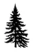 Placeholder: isolated spruce/pine tree silhouette, simplified black on white clipart