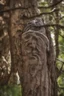 Placeholder: Carved out in a tree, "just be yourself"