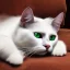 Placeholder: scared concerned white cat