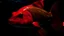 Placeholder: A large, vibrant red fish with prominent scales and fins swimming in a dark, mysterious underwater environment