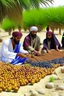 Placeholder: People are collecting date fruit in Panjgur Balochistan. Date harvrdting session.