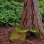 Placeholder: watery magical tree stump