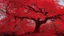 Placeholder: red tree, highly detailed, boutyfull desktop wallpaper