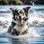 Placeholder: happy dog on the surfboard with water splash