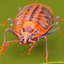 Placeholder: a man-faced_stink_bug, Catacanthus_incarnatus macro HDR photo