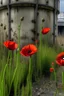 Placeholder: poppies growing out of a big abandon corroded tank