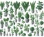 Placeholder: Vector plants and herb set illustration. Watercolor white backdrop