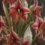 Placeholder: A highly detailed oil painting of intricate Amaryllis flowers, seamless pattern, Dark Academia