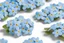 Placeholder: top view pattern of forget-me-not flowers