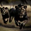 Placeholder: black lions running