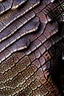 Placeholder: Lizard skin close up