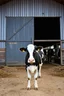 Placeholder: a Dairy barn, with one Holstein Cow in front