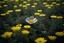 Placeholder: a single yellow flower standing out in a field of grey flowers