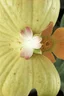 Placeholder: Please change the flower pattern to a Kusama pumpkin and make the green parts lined with Iridescent golden elements inspired by Klimt