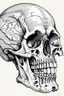 Placeholder: greek sculpture styled human skull illustration