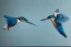 Placeholder: A beautiful kingfisher diving out of water, fish in beak. Waterpearls on feathers. Highly detailed, smooth colours, realistic landscape