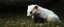 Placeholder: albino badger has emotional breakdown in limbo