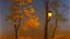 Placeholder: fall tree wonder Street light by Andrea del sarto