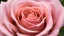 Placeholder: Rose beauty