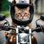 Placeholder: BEAUTIFUL HAPPY cat driving a motorcycle. photographic. realist.
