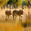 Placeholder: A beautiful and graceful deer pair in the savanna area