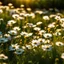 Placeholder: Spring Daisies in the field