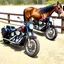 Placeholder: a harley davidson pan america 1250 motorcycle, next to a Indian Springfield Dark Horse motorcycle. next to a horse who's facing away and tied by the reins to a wood railing. white background. dirt ground. silkscreen style image