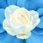 Placeholder: Create a detailed digital illustration of a white rose in soft and abstract style. The background should be composed of blue petals that gradually transition to a creamy butter-colored center, with the petal tips delicately tinted in a noble, pale blue. The transitions between colors should be seamless and smooth, with no sharp edges, giving the petals an ethereal, veil-like, silky appearance. Focus on capturing the soft texture and gentle flow of the tulip petals, creating a dreamy and elega