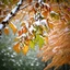 Placeholder: Masterful, highly detailed, full-screen linocut of an extremely focused close-up view of a hanging branch of a birch tree with leaves in autumn shades of yellow, ochre and washed-out green. An early November snow clings to the leaves and branches in wet tufts, creating a soft, white contrast against the colorful foliage. The bokeh background features a blurred view of more snow-covered branches, enhancing the wintry atmosphere. Illustration and linocut using a technique of extremely fine, tiny c