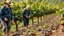 Placeholder: Elderly pensioners in a vineyard treading grapes in their bare feet as the first stage in making wine. There are acres of vines with lots of ripe grapes. Everyone is happy. Photographic quality and detail, award-winning image, beautiful composition.