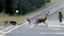 Placeholder: the deceased deer resurrects and chases an older drunk lady down the I90 highway