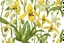 Placeholder: yellow lady slipper flower centeredon a white background