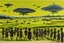 Placeholder: bumper sticker design, westall in bold heading text, ufo 1966, lots of school children looking up in a field, mysterious cool, bold