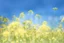 Placeholder: bottom half canola plants detailed, top half sky