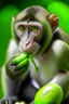 Placeholder: monkey eating cucumbers