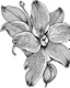 Placeholder: real massive Orchid flower coloring page