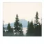 Placeholder: A polaroid photo of a group of fir trees in the background and a high hill in the distance. A lake. The surface below is in a pastel color. Fog is present.