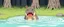 Placeholder: anime ghibli crazy cute small dog hippo kangaru