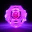 Placeholder: transparent crystal rose, cinema lighting, unreal engine 5, cinema4d, octane render, shinening